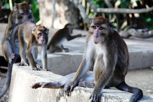 Long-tailed macaque monkeys could be found almost everywhere in the Subic Bay Freeport Zone, but Subic authorities have prohibited feeding them as part of wildlife conservation.