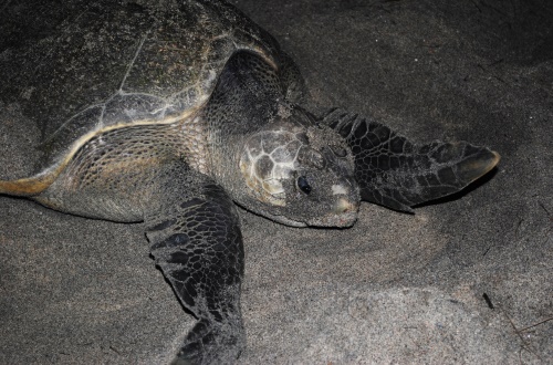 An Olive Ridley sea turtle comes to Subic Bay to lay eggs