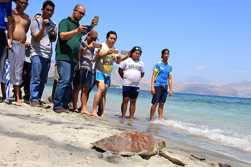 Local tourists and resort staff watched as others take pictures with their mobile phones of Wendy, an Olive Ridley sea turtle, being released back to the sea after she underwent wound treatment at the Ocean Adventure marine theme park in Subic Bay Freeport zone. The rescued sea turtle was turned over weeks ago to the Wildlife in Need animal rescue center by fishermen from Danacbunga village in Botolan, Zambales after it was found with a fishhook stuck in its neck. (AMD/MPD-SBMA)