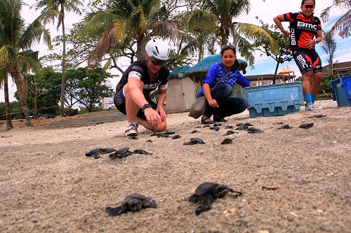 Release of pawikan hatchlings at Subic Bay Freeport