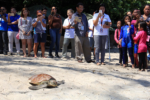 Juvenile Olive Ridley sea turtle released